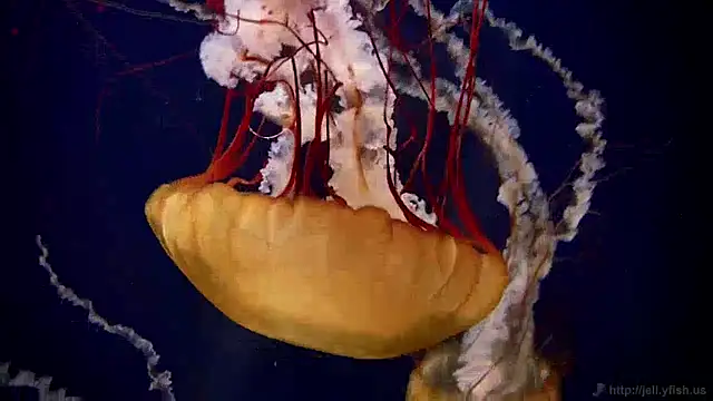 streamy test12 online show from 30, 12, 2024