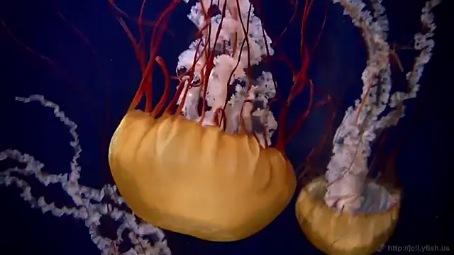 streamy test12 online show from 25, 9, 2025