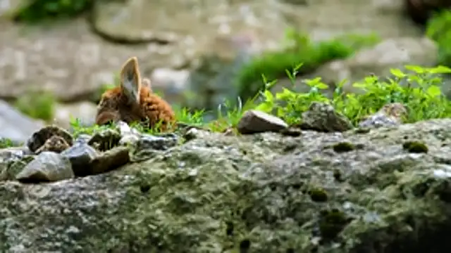 streamy test12 online show from 17, 10, 2025