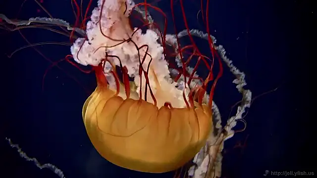 Snapshot of streamy_test15 chatting on 5, 11, 2025 streamy test15 online show from 5, 11, 2025