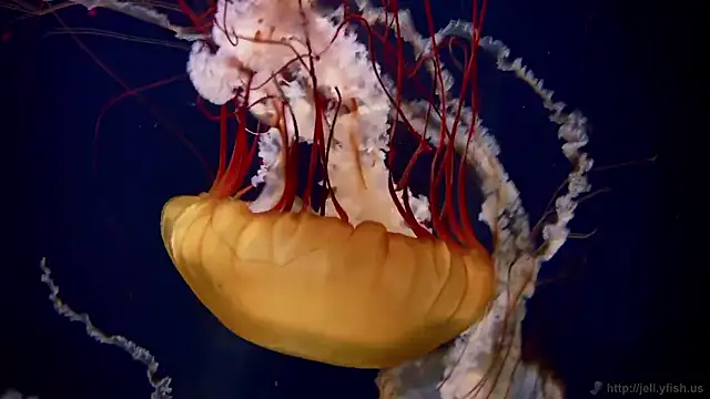 Snapshot of streamy_test15 chatting on 24, 11, 2025 streamy test15 online show from 24, 11, 2025