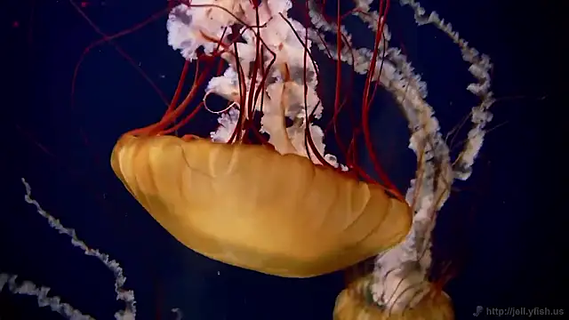 Snapshot of streamy_test15 chatting on 26, 11, 2025 streamy test15 online show from 26, 11, 2025