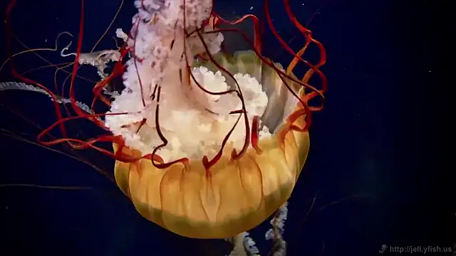 Snapshot of streamy_test15 chatting on 27, 11, 2025 streamy test15 online show from 27, 11, 2025