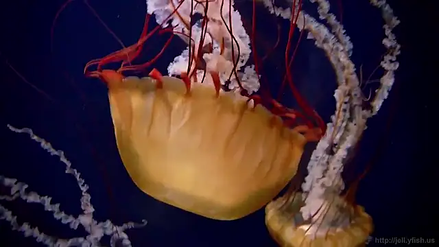 Snapshot of streamy_test15 chatting on 16, 12, 2025 streamy test15 online show from 16, 12, 2025