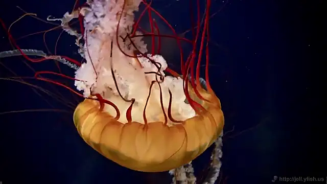 streamy test15 online show from 18, 2, 2026