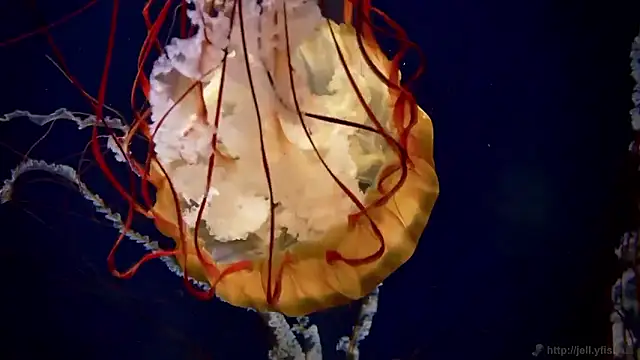 streamy test15 online show from 24, 2, 2026