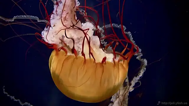 streamy test15 online show from 26, 2, 2026