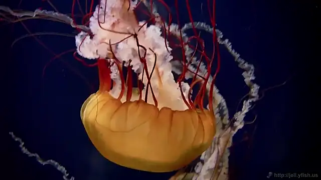 streamy test15 online show from 3, 3, 2026