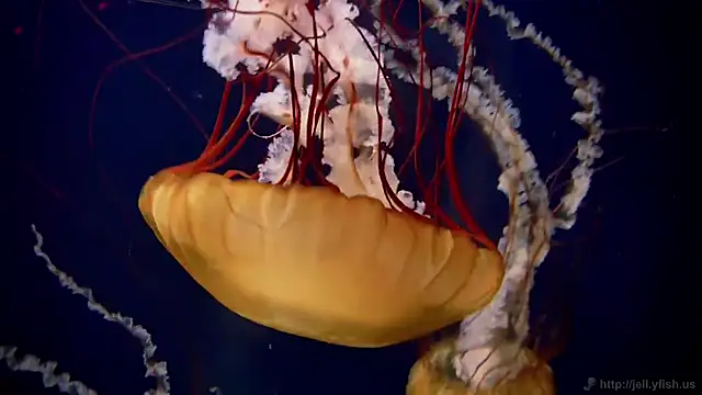 streamy test15 online show from 9, 3, 2026