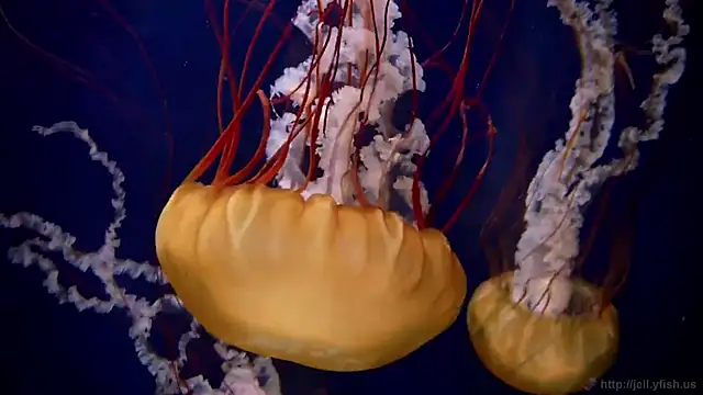 streamy test15 online show from 18, 3, 2026