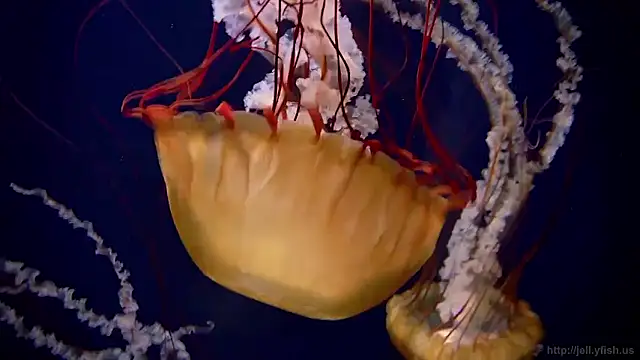 streamy test15 online show from 26, 3, 2026