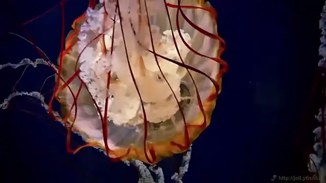 streamy test15 online show from 27, 3, 2026