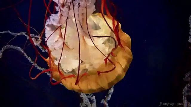 streamy test15 online show from 20, 4, 2026