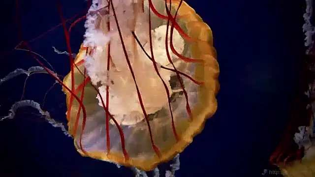 streamy test15 online show from 28, 4, 2026