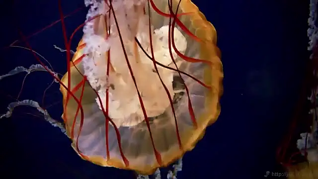 streamy test15 online show from 29, 4, 2026