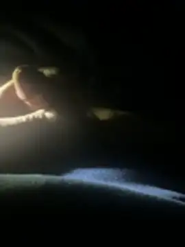 joeycbigcock online show from 22, 4, 2026