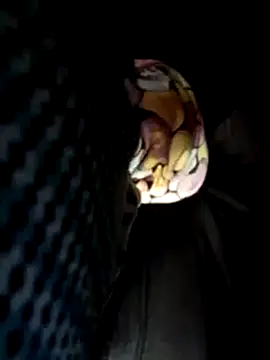 Snapshot of Policeman20742 chatting on 17, 3, 2025 Policeman20742 online show from 17, 3, 2025