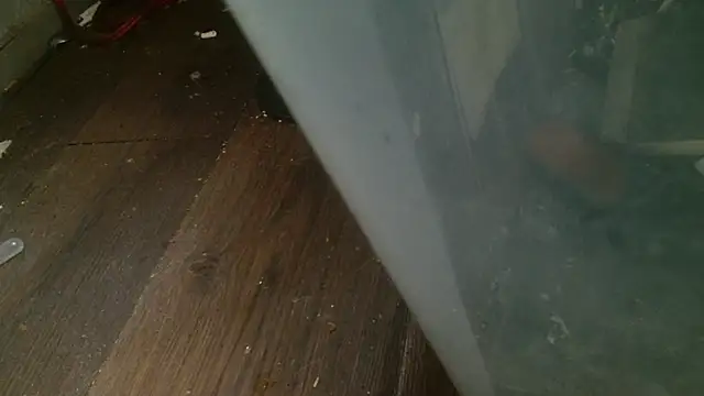 Snapshot of Gigadickman chatting on 27, 2, 2025 Gigadickman online show from 27, 2, 2025