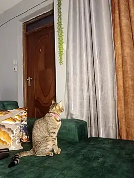 C-yoyo online show from 14, 12, 2025