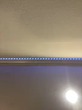 ThicBunz online show from 16, 3, 2025