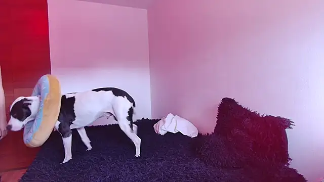 Snapshot of bellatrix25 chatting on 30, 1, 2025 bellatrix25 online show from 30, 1, 2025