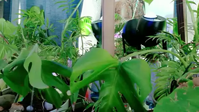 Snapshot of NinasNylonz chatting on 27, 4, 2026 NinasNylonz online show from 27, 4, 2026