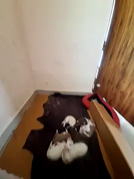 inba99tamil online show from 18, 9, 2025