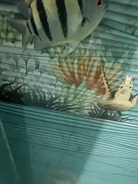 Mr joh online show from 7, 11, 2025