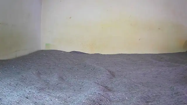 Snapshot of fern_tlk chatting on 24, 12, 2024 fern tlk online show from 24, 12, 2024