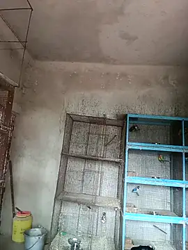 Snapshot of NICK_IN chatting on 18, 2, 2025 NICK IN online show from 18, 2, 2025