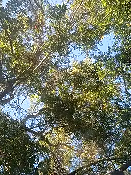 Buffshagswell online show from 18, 11, 2025