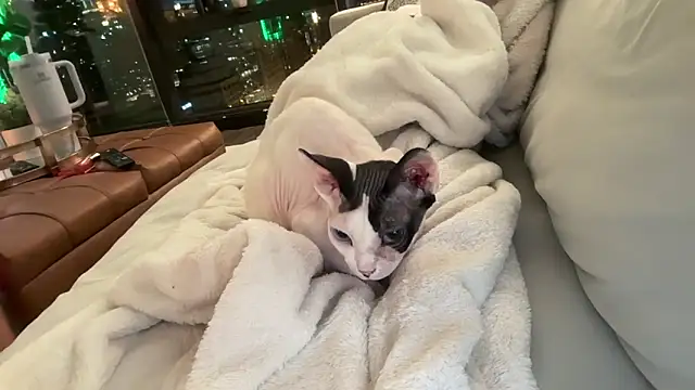 Graciemae baexx online show from 23, 12, 2025