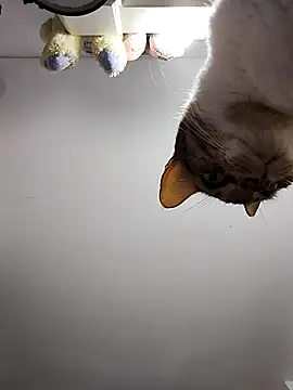 DannaDooll99 online show from 6, 3, 2025