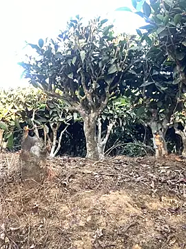 ShroveRising online show from 17, 1, 2026