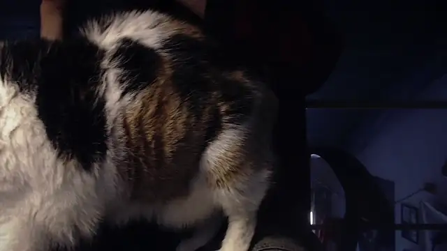 Snapshot of contemptumundi888 chatting on 18, 1, 2025 contemptumundi888 online show from 18, 1, 2025