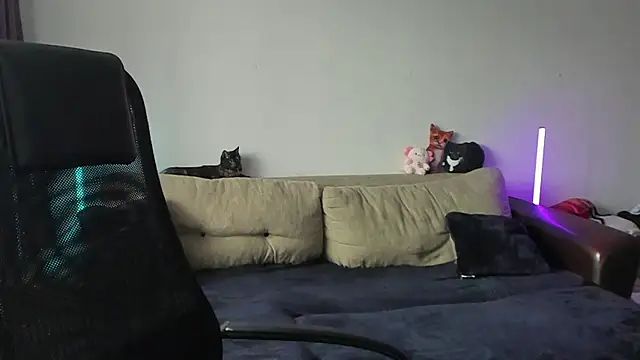 Ostin meow online show from 3, 7, 2026