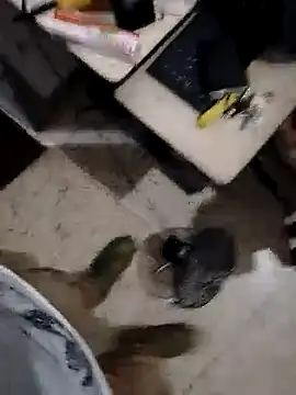 alejo5288 online show from 8, 11, 2025