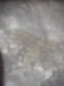 Feeroo11 online show from 16, 4, 2026