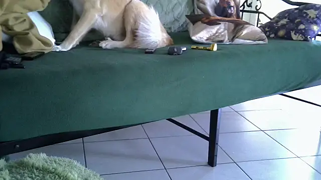 Damn bro23 online show from 20, 2, 2026