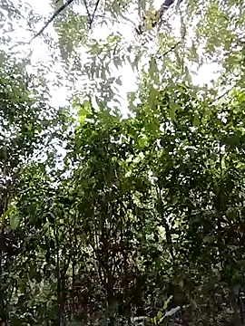 Pussy-Hairy-Horny online show from 23, 2, 2025