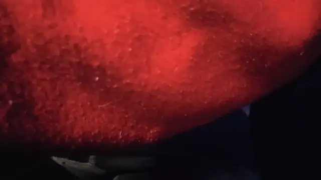 strongdude212 online show from 3, 5, 2026