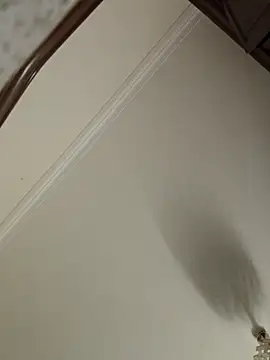 Loly2025 online show from 19, 4, 2026