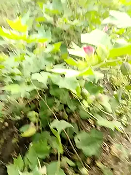 himvilohi08 online show from 16, 10, 2025