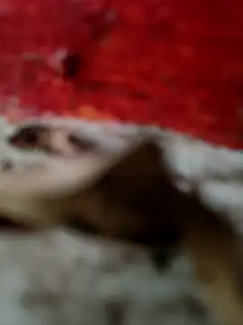 himvilohi08 online show from 18, 10, 2025