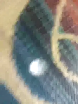 Snapshot of Sexy-nandani-baby chatting on 12, 10, 2025 Sexy-nandani-baby online show from 12, 10, 2025