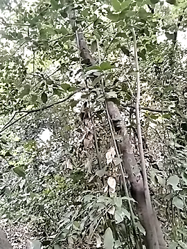 KalendaXL online show from 5, 4, 2026