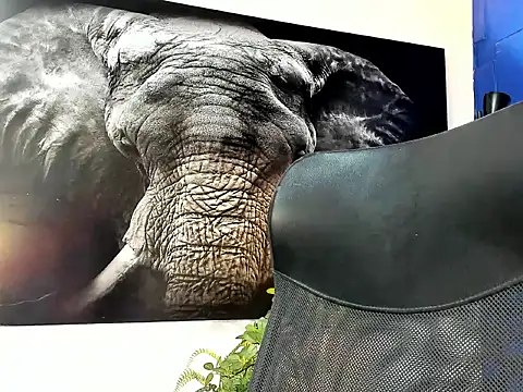 king falconer online show from 24, 11, 2025