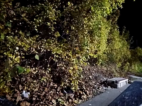 sloppytopkins online show from 6, 11, 2025