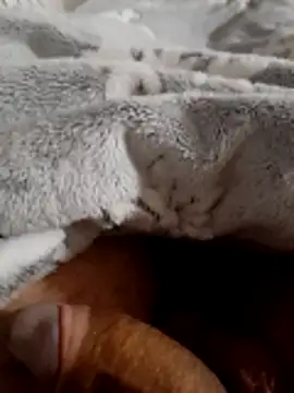 ratoncito 3 online show from 16, 11, 2025