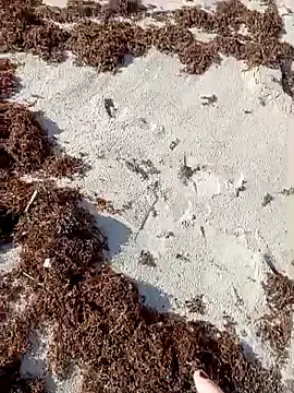 sarahkat86 online show from 9, 10, 2025